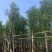 阴香8～12公分基地直销规格齐全欢迎老板来电咨询合作