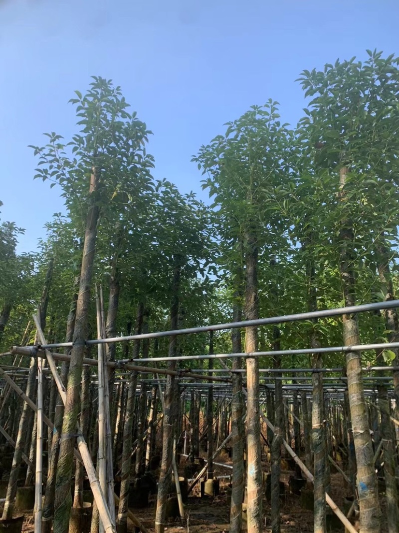 阴香8～12公分基地直销规格齐全欢迎老板来电咨询合作