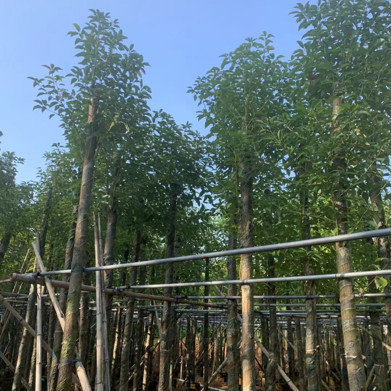 阴香8～12公分基地直销规格齐全欢迎老板来电咨询合作