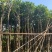 菠萝蜜树3～5公分基地直销规格齐全欢迎来电咨询合作