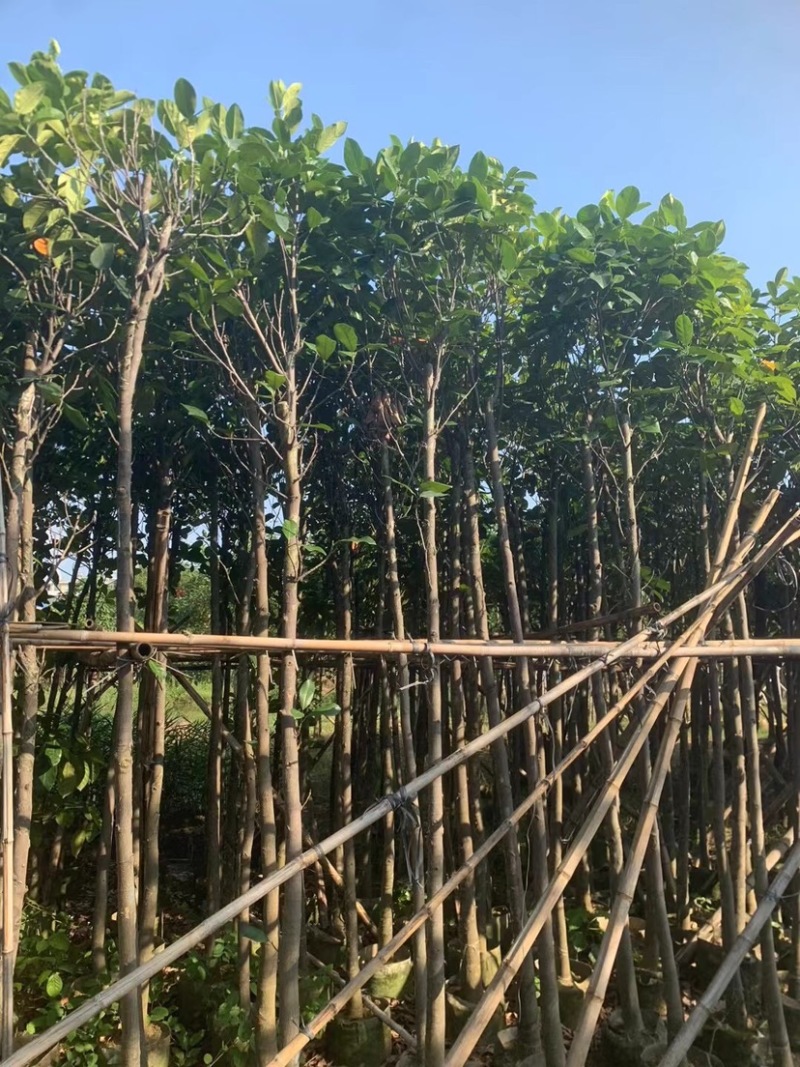 菠萝蜜树3～5公分基地直销规格齐全欢迎来电咨询合作