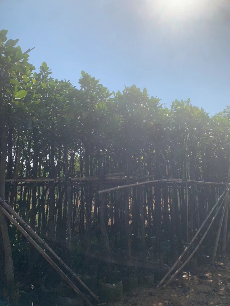 菠萝蜜树3～5公分基地直销规格齐全欢迎来电咨询合作