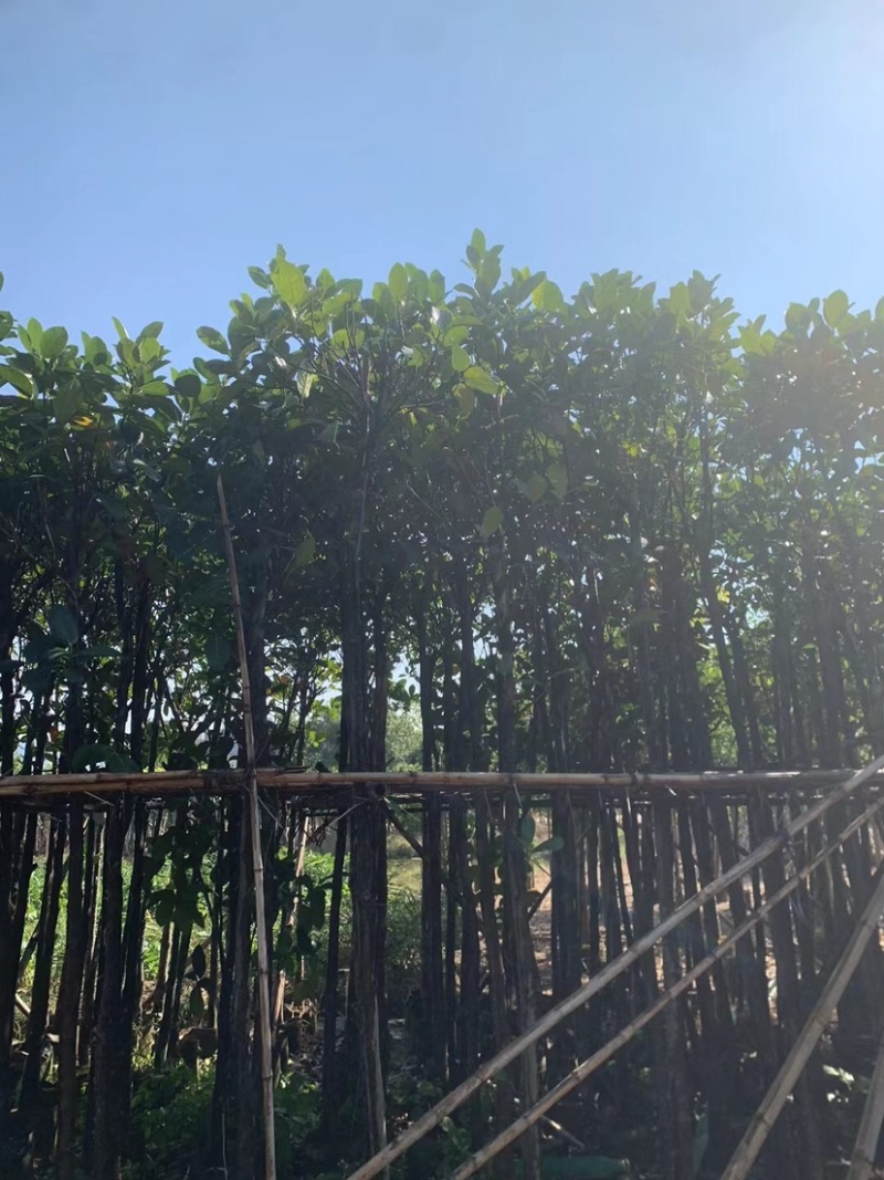 菠萝蜜树3～5公分基地直销规格齐全欢迎来电咨询合作