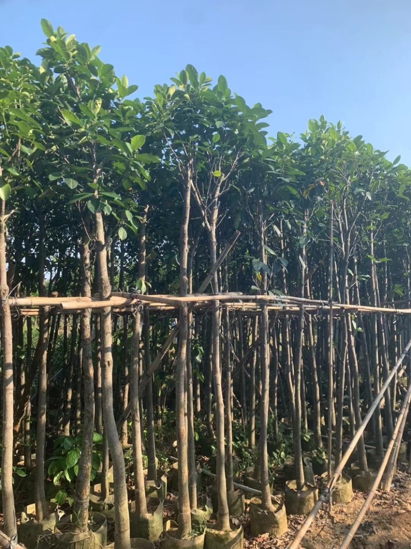 菠萝蜜树3～5公分基地直销规格齐全欢迎来电咨询合作