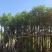 菠萝蜜树3～5公分基地直销规格齐全欢迎来电咨询合作