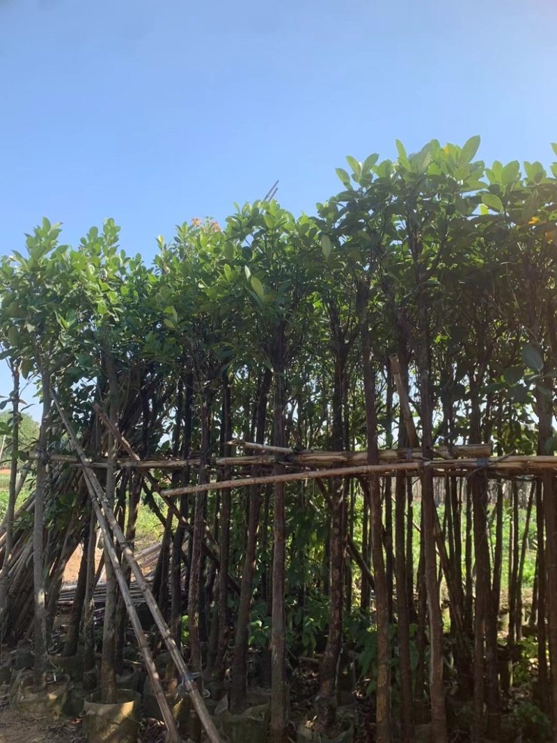 菠萝蜜树3～5公分基地直销规格齐全欢迎来电咨询合作