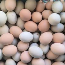 绿壳蛋柴鸡蛋