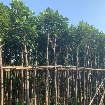 菠萝蜜树3～5公分基地直销规格齐全欢迎来电咨询合作
