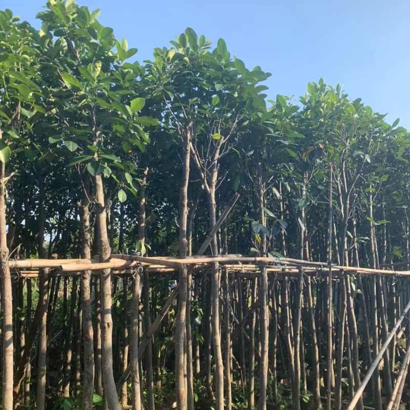 菠萝蜜树3～5公分基地直销规格齐全欢迎来电咨询合作