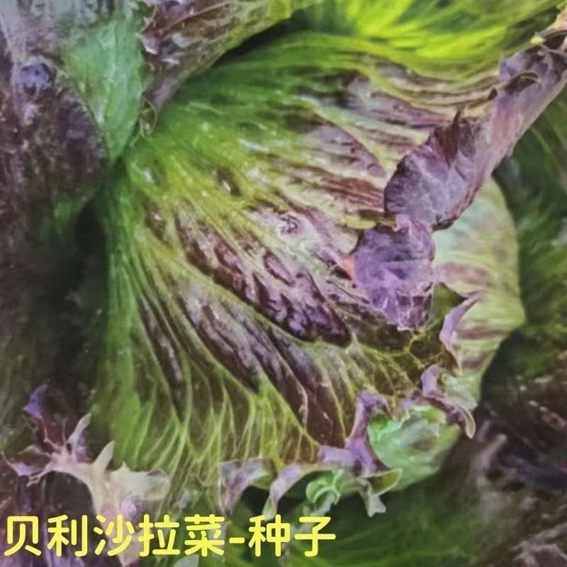 贝利沙拉菜种子紫结球生菜种籽可盆栽紫叶包心脆嫩清香生菜