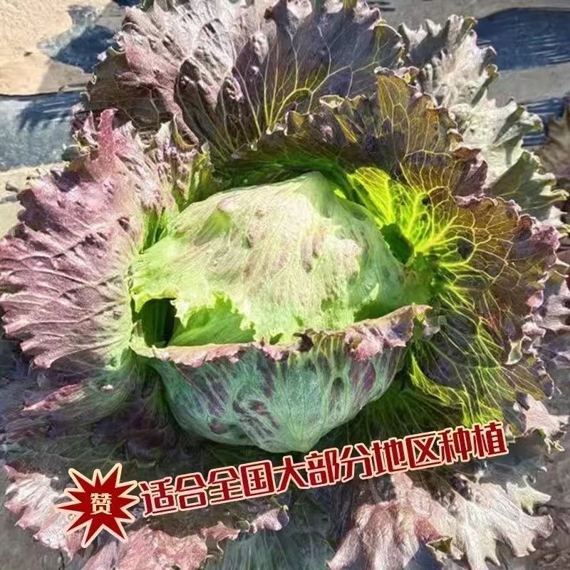 贝利沙拉菜种子紫结球生菜种籽可盆栽紫叶包心脆嫩清香生菜