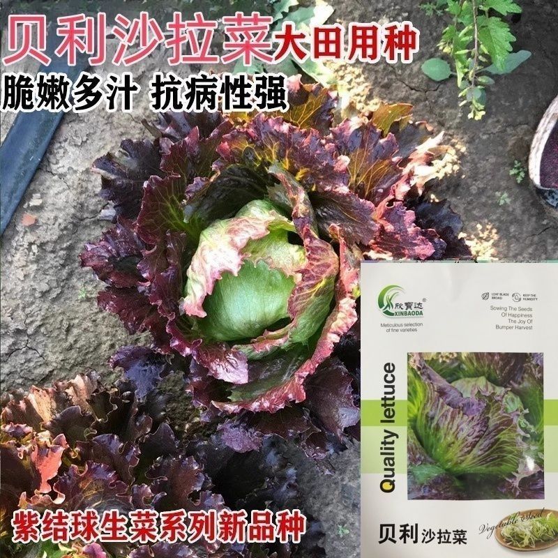 贝利沙拉菜种子紫结球生菜种籽可盆栽紫叶包心脆嫩清香生菜