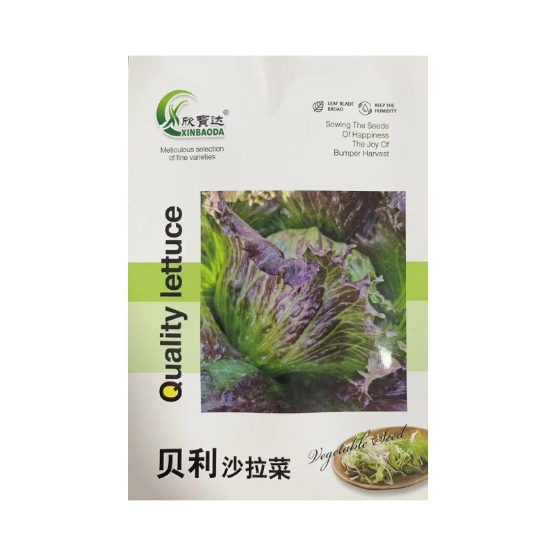 贝利沙拉菜种子紫结球生菜种籽可盆栽紫叶包心脆嫩清香生菜