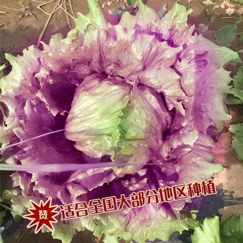 贝利沙拉菜种子紫结球生菜种籽可盆栽紫叶包心脆嫩清香生菜
