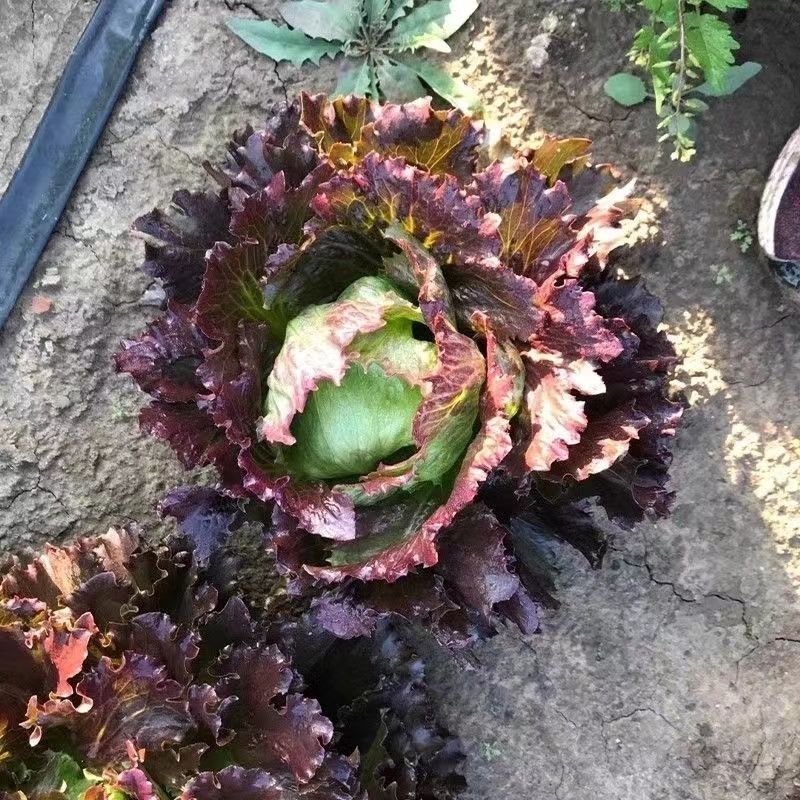 贝利沙拉菜种子紫结球生菜种籽可盆栽紫叶包心脆嫩清香生菜