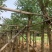 鸡冠刺桐7～10公分基地直销规格齐全欢迎来电咨询合作