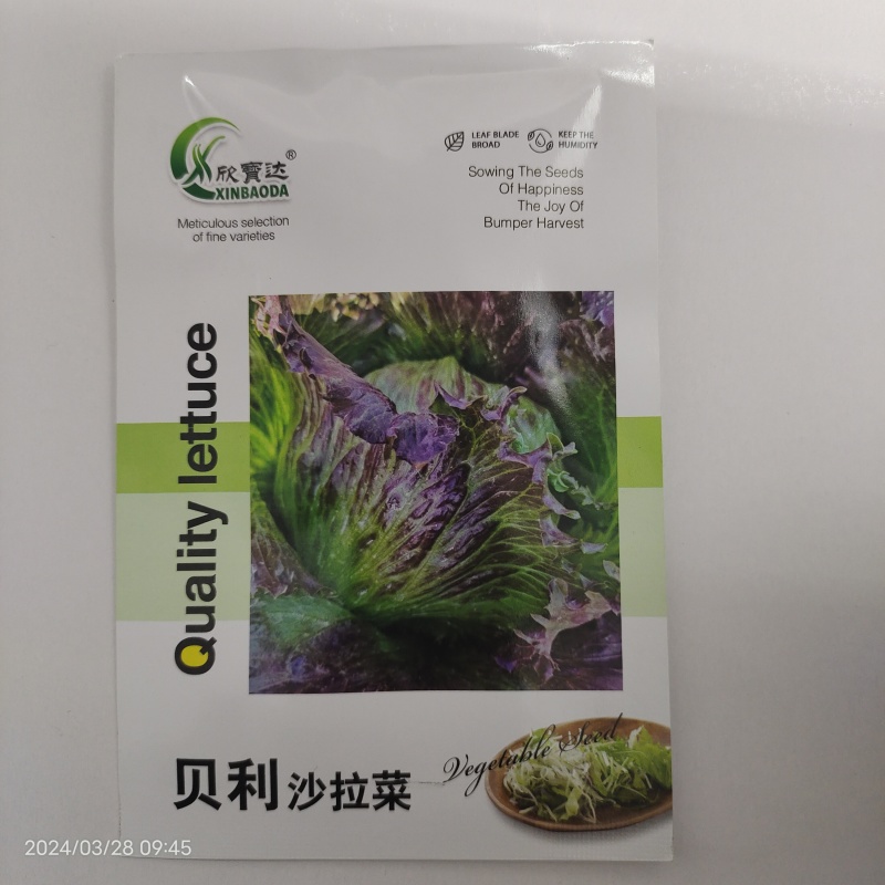 贝利沙拉菜种子紫结球生菜种籽可盆栽紫叶包心脆嫩清香生菜