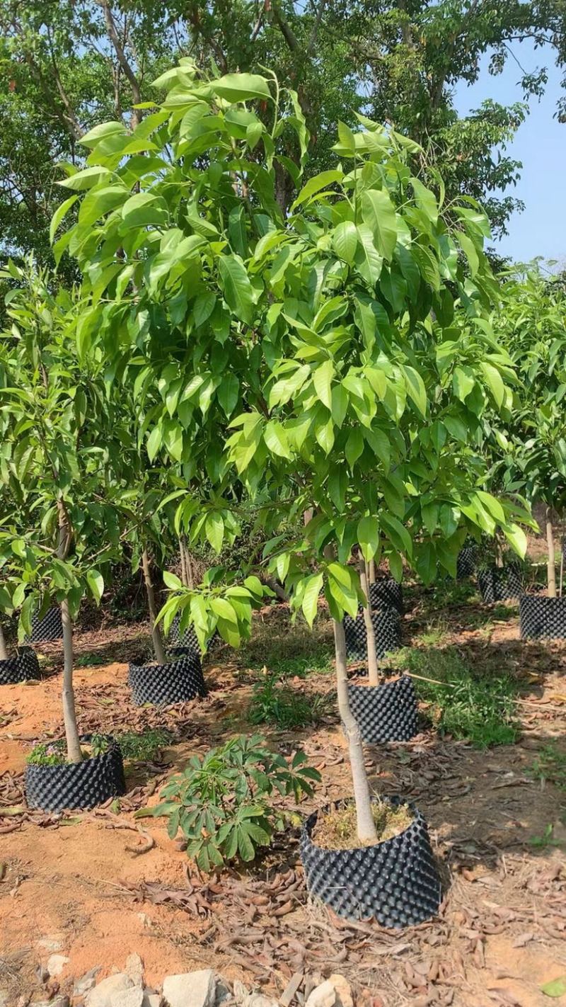 白玉兰全冠移植苗3～4公分基地直销规格齐全欢迎来电