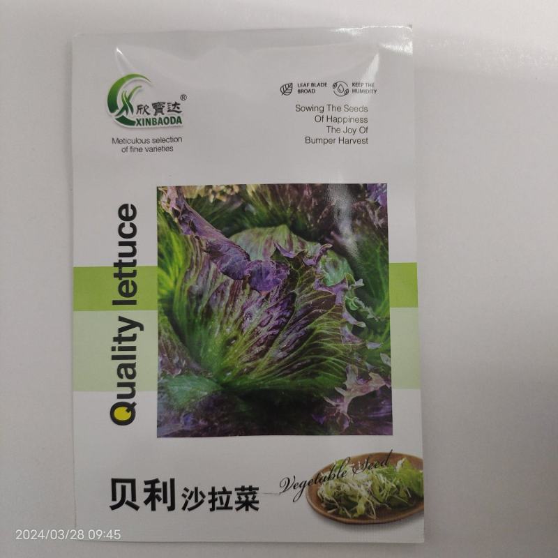 贝利沙拉菜种子紫结球生菜种籽可盆栽紫叶包心脆嫩清香生菜