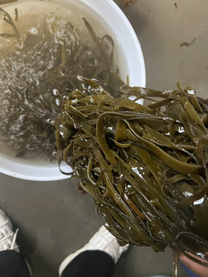 5.8斤，山东晒干盐渍厚海带丝，全长丝。