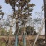 麻楝小骨架12～18公分基地直销规格齐全欢迎来电咨询