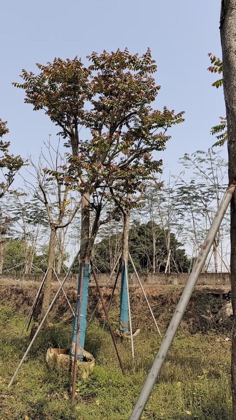 麻楝小骨架12～18公分基地直销规格齐全欢迎来电咨询