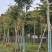麻楝小骨架12～18公分基地直销规格齐全欢迎来电咨询