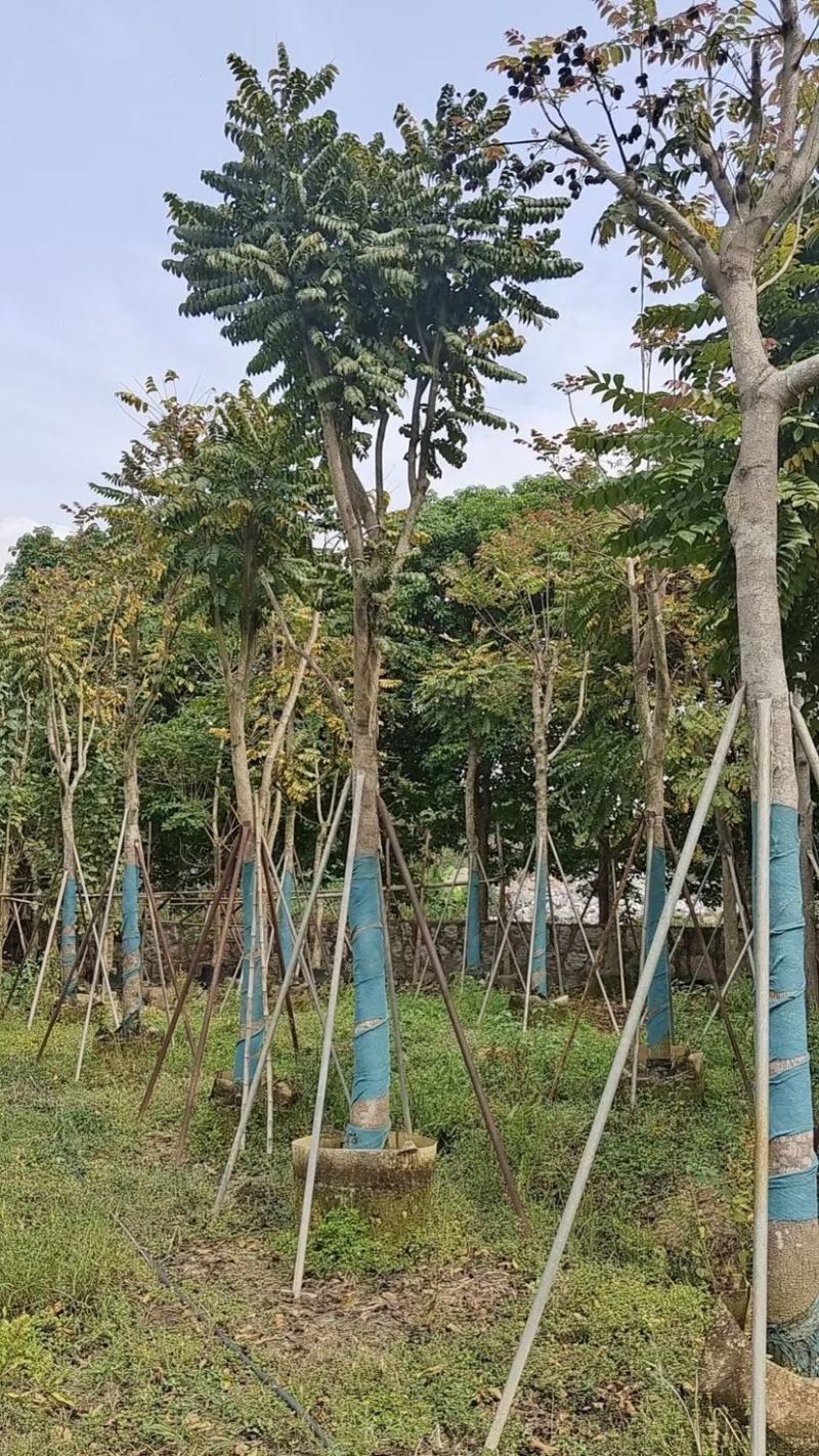 麻楝小骨架12～18公分基地直销规格齐全欢迎来电咨询