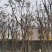 麻楝小骨架12～18公分基地直销规格齐全欢迎来电咨询