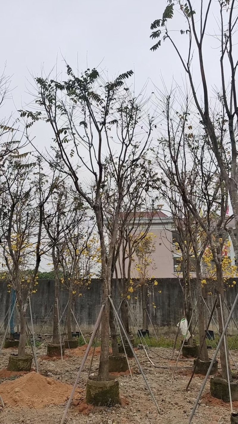 麻楝小骨架12～18公分基地直销规格齐全欢迎来电咨询
