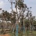 麻楝小骨架12～18公分基地直销规格齐全欢迎来电咨询