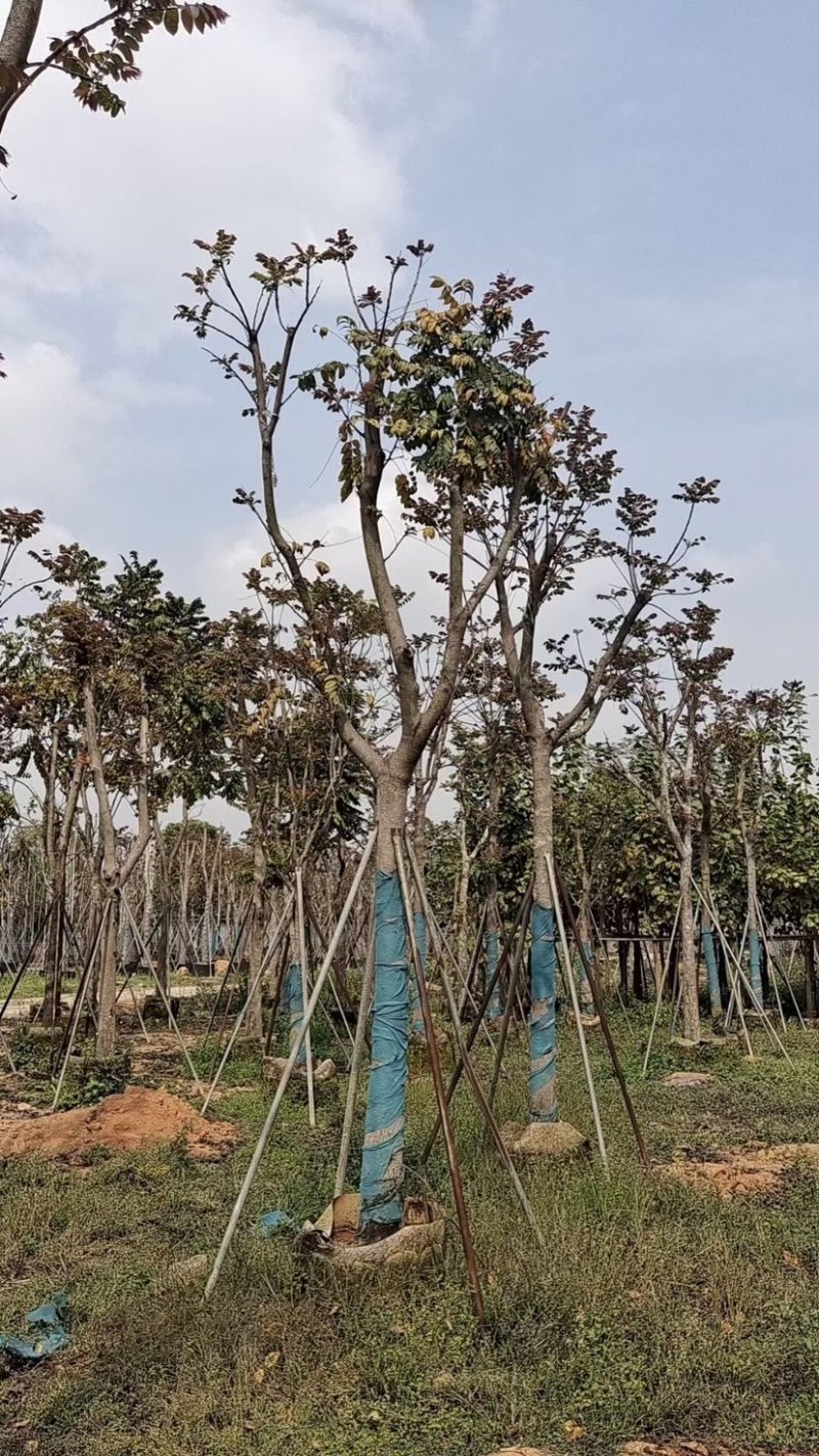 麻楝小骨架12～18公分基地直销规格齐全欢迎来电咨询