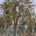 麻楝小骨架12～18公分基地直销规格齐全欢迎来电咨询