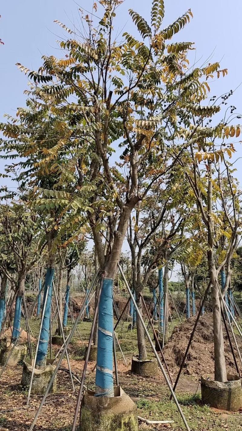 麻楝小骨架12～18公分基地直销规格齐全欢迎来电咨询