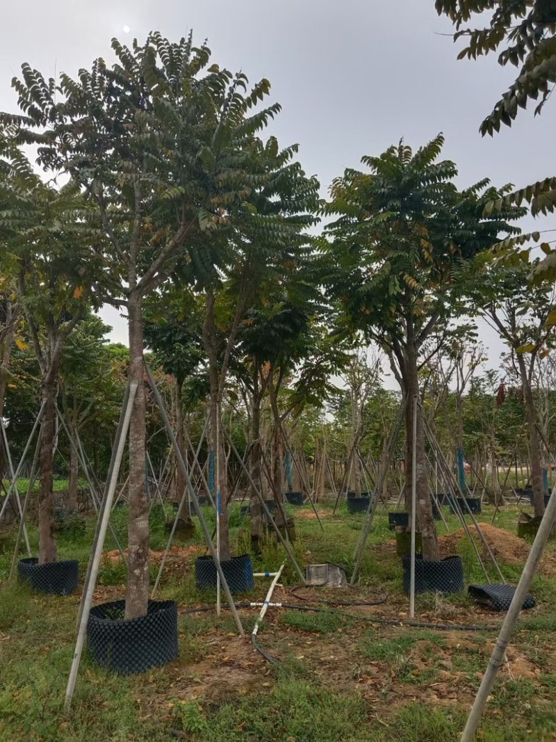麻楝小骨架12～18公分基地直销规格齐全欢迎来电咨询