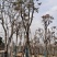 麻楝小骨架12～18公分基地直销规格齐全欢迎来电咨询