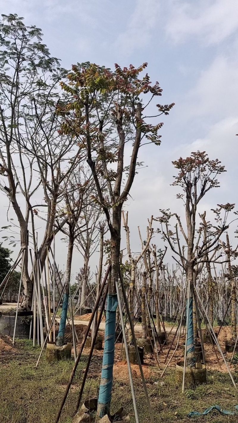 麻楝小骨架12～18公分基地直销规格齐全欢迎来电咨询