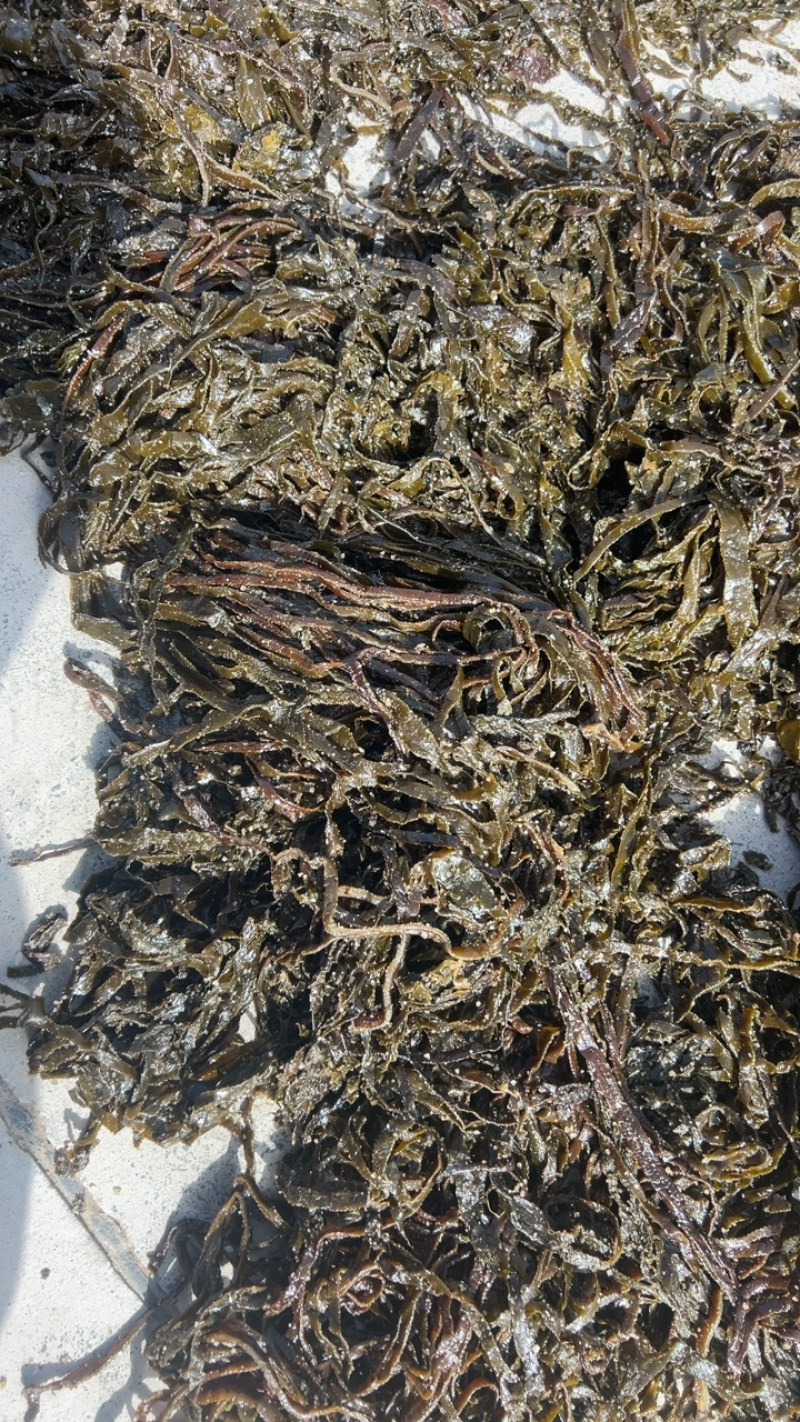 5.8斤，山东晒干盐渍厚海带丝，全长丝。