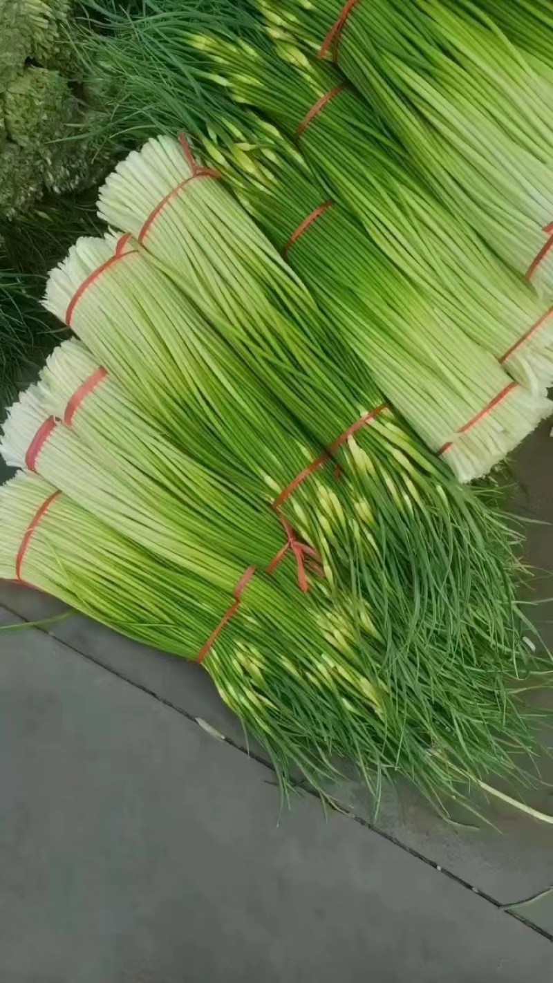 江苏蒜薹徐州白帽蒜苔白帽蒜薹对接电商市场商超等各类客户