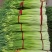江苏蒜薹徐州白帽蒜苔白帽蒜薹对接电商市场商超等各类客户