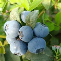 精品蓝莓对接全国货源充足量大从优质量保证欢迎咨询