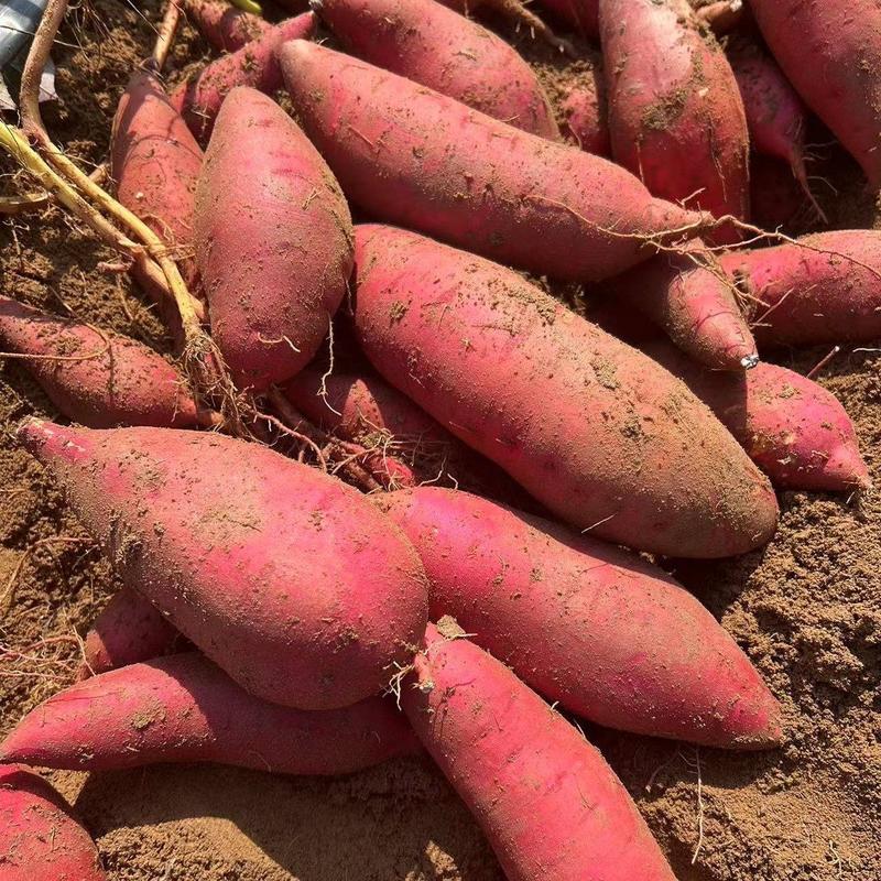 西瓜红蜜薯大量供应，新鲜采挖，量大从优，广东湛江发货