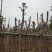 复绿黄花风铃木5～8公分基地直销规格齐全欢迎来电咨询