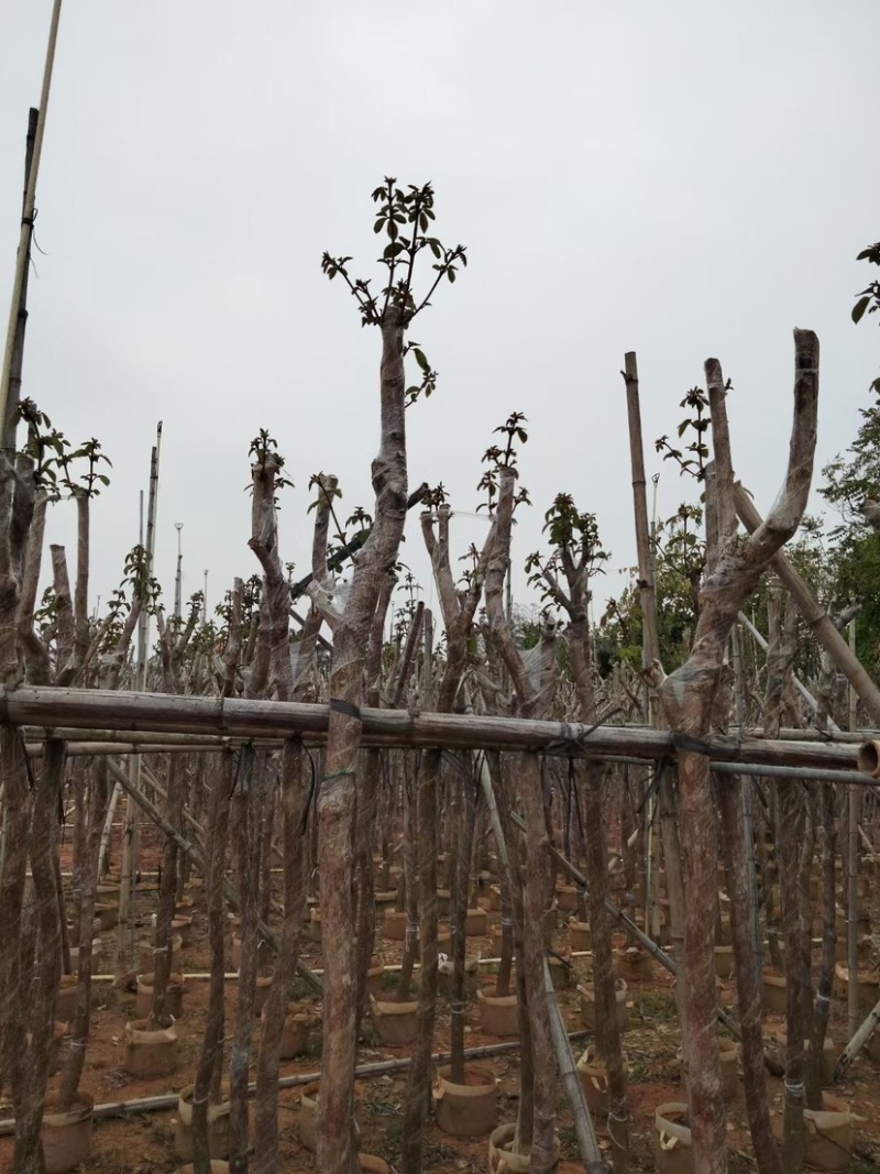 复绿黄花风铃木5～8公分基地直销规格齐全欢迎来电咨询