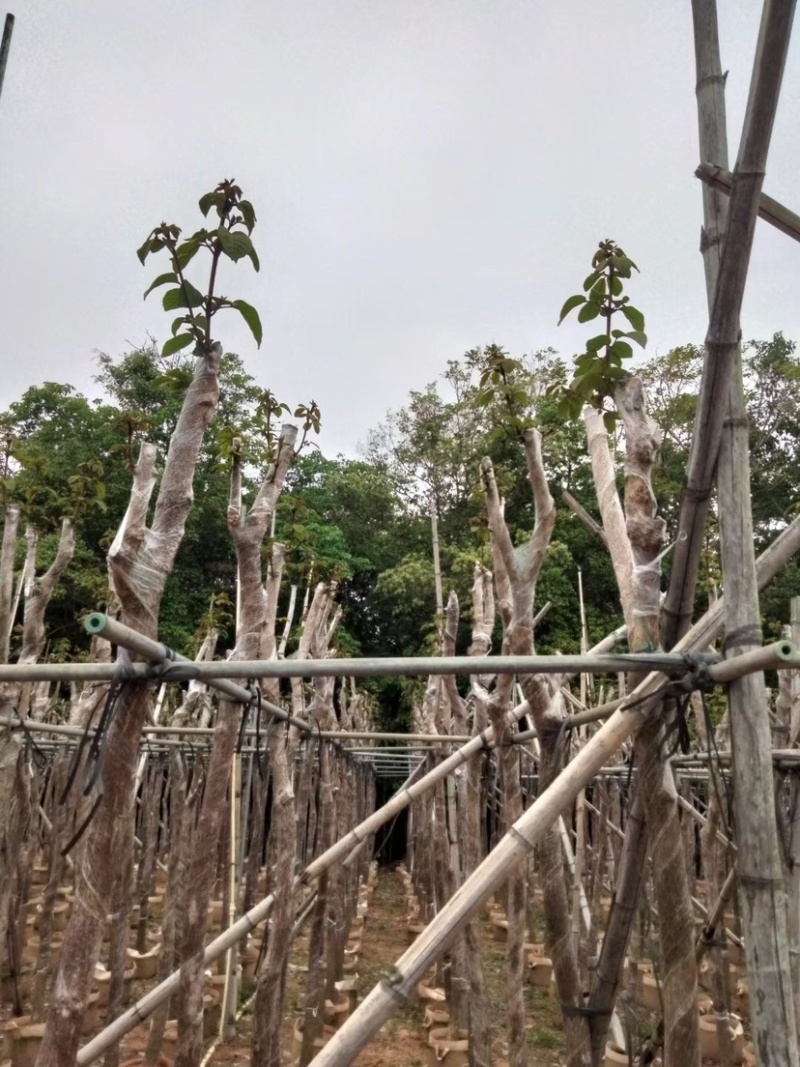 复绿黄花风铃木5～8公分基地直销规格齐全欢迎来电咨询