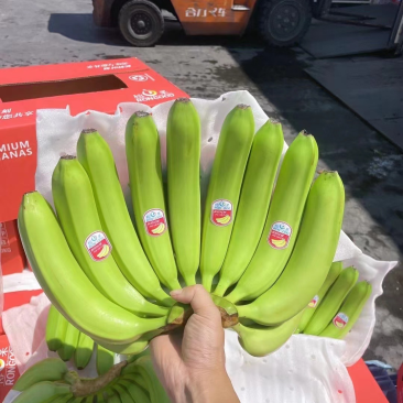 精品二级蕉，品质邦邦硬，好品质，好质量，好口感