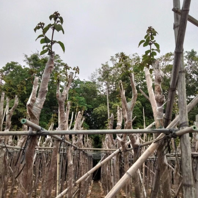 复绿黄花风铃木5～8公分基地直销规格齐全欢迎来电咨询