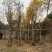 复绿黄花风铃木10～12公分基地直销规格齐全欢迎来电