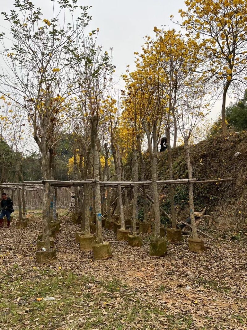 复绿黄花风铃木10～12公分基地直销规格齐全欢迎来电