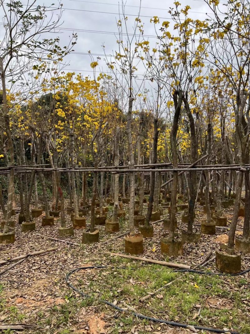 复绿黄花风铃木10～12公分基地直销规格齐全欢迎来电